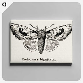 1-51_Moths-and-Butterflies-of-the-United-States_canvas
