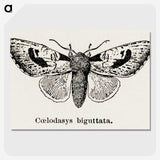 1-51_Moths-and-Butterflies-of-the-United-States_picture-crop