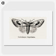 1-51_Moths-and-Butterflies-of-the-United-States_picture