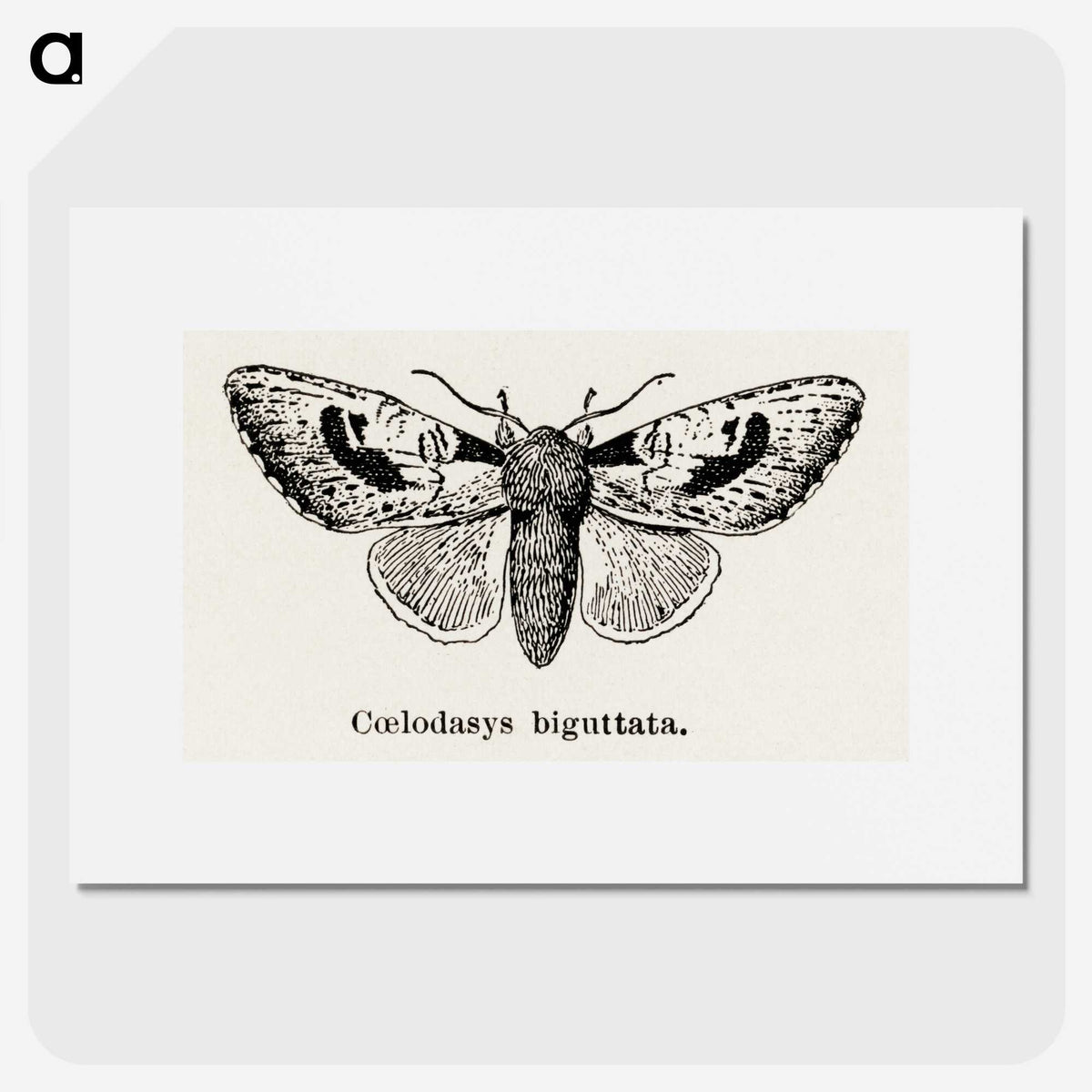 1-51_Moths-and-Butterflies-of-the-United-States_picture