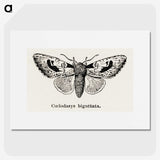 1-51_Moths-and-Butterflies-of-the-United-States_picture