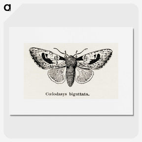1-51_Moths-and-Butterflies-of-the-United-States_picture
