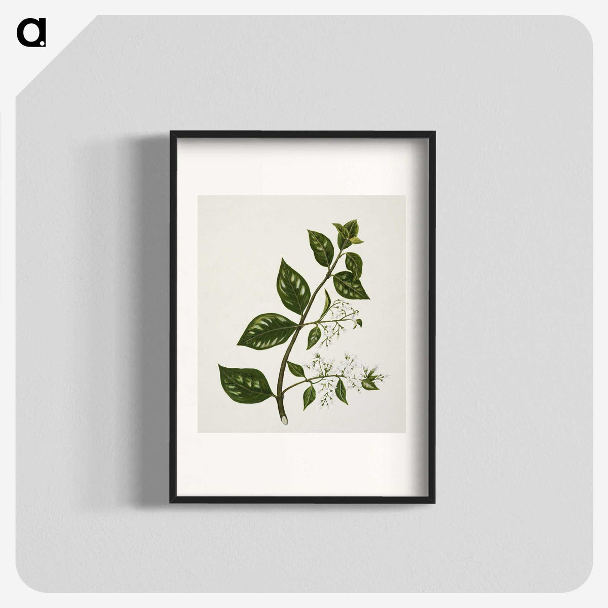 1-51_Native-Flowering-Plants-of-New-Zealand_blk