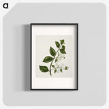 1-51_Native-Flowering-Plants-of-New-Zealand_blk