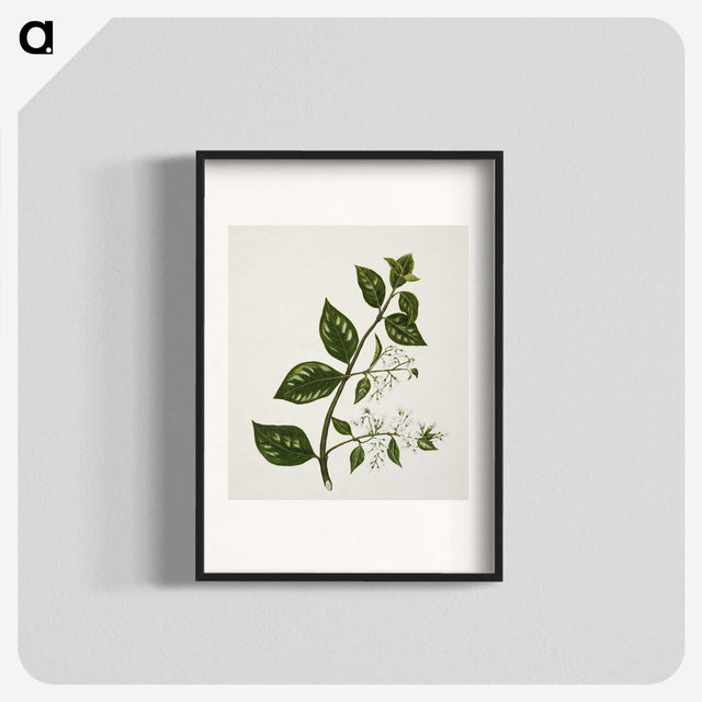 1-51_Native-Flowering-Plants-of-New-Zealand_blk