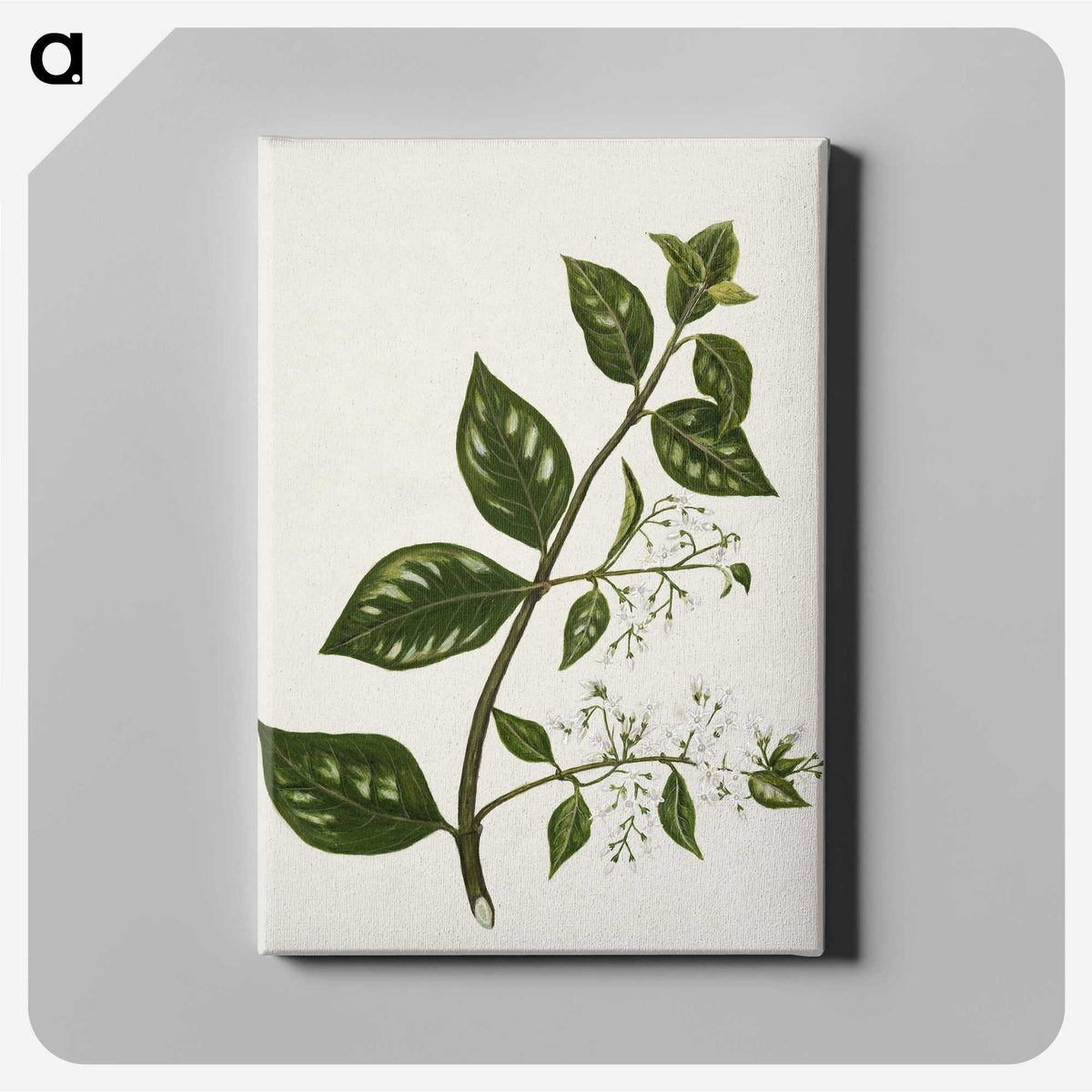 1-51_Native-Flowering-Plants-of-New-Zealand_canvas
