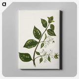 1-51_Native-Flowering-Plants-of-New-Zealand_canvas