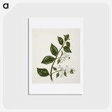 1-51_Native-Flowering-Plants-of-New-Zealand_hagaki