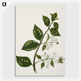 1-51_Native-Flowering-Plants-of-New-Zealand_picture-crop