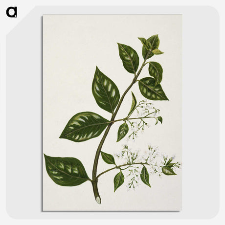 1-51_Native-Flowering-Plants-of-New-Zealand_picture-crop