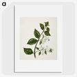 1-51_Native-Flowering-Plants-of-New-Zealand_picture