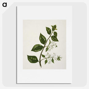 1-51_Native-Flowering-Plants-of-New-Zealand_picture
