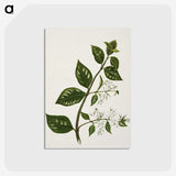 1-51_Native-Flowering-Plants-of-New-Zealand_postcard