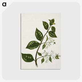 1-51_Native-Flowering-Plants-of-New-Zealand_postcard