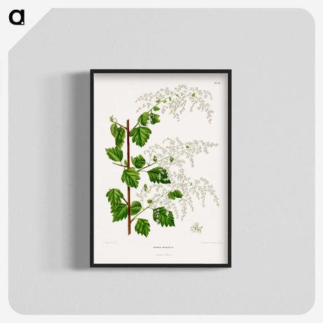 1-51_Nederlandsche-Flora-en-Pomona_blk-crop