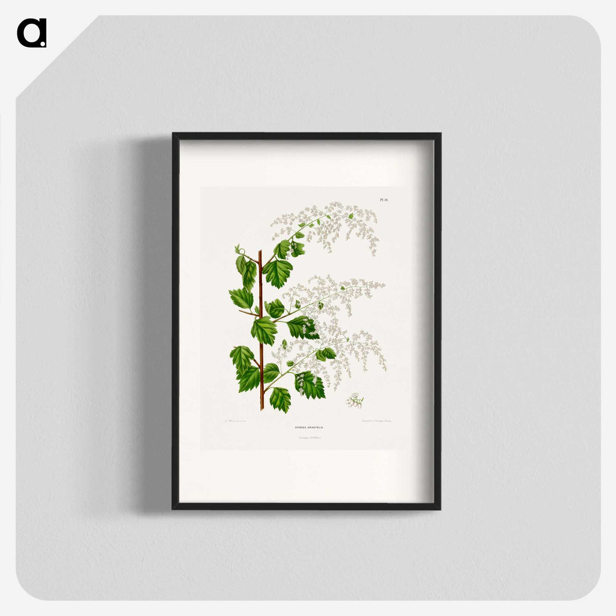 1-51_Nederlandsche-Flora-en-Pomona_blk