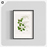 1-51_Nederlandsche-Flora-en-Pomona_blk