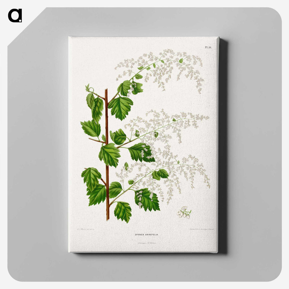 1-51_Nederlandsche-Flora-en-Pomona_canvas