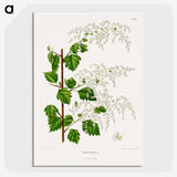 1-51_Nederlandsche-Flora-en-Pomona_picture-crop