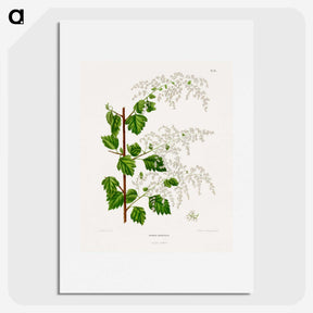 1-51_Nederlandsche-Flora-en-Pomona_picture