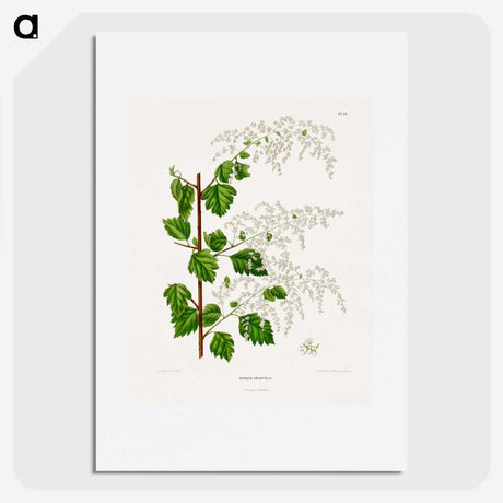 1-51_Nederlandsche-Flora-en-Pomona_picture