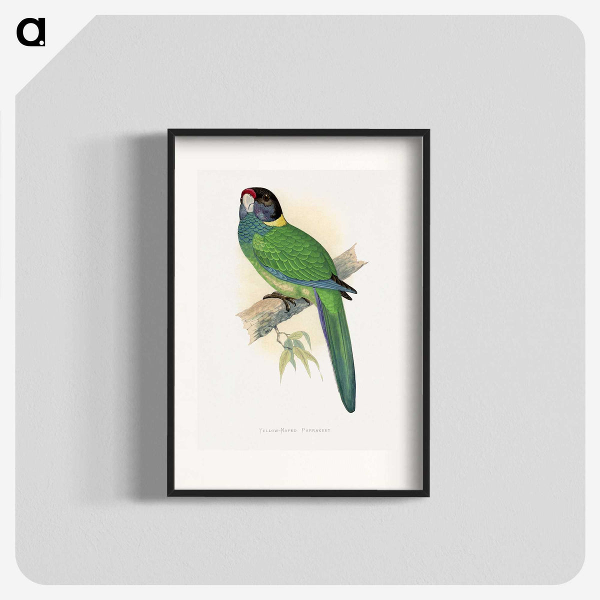 1-51_Parrots-in-Captivity_blk