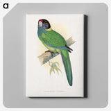1-51_Parrots-in-Captivity_canvas