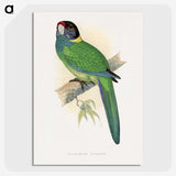 1-51_Parrots-in-Captivity_picture-crop
