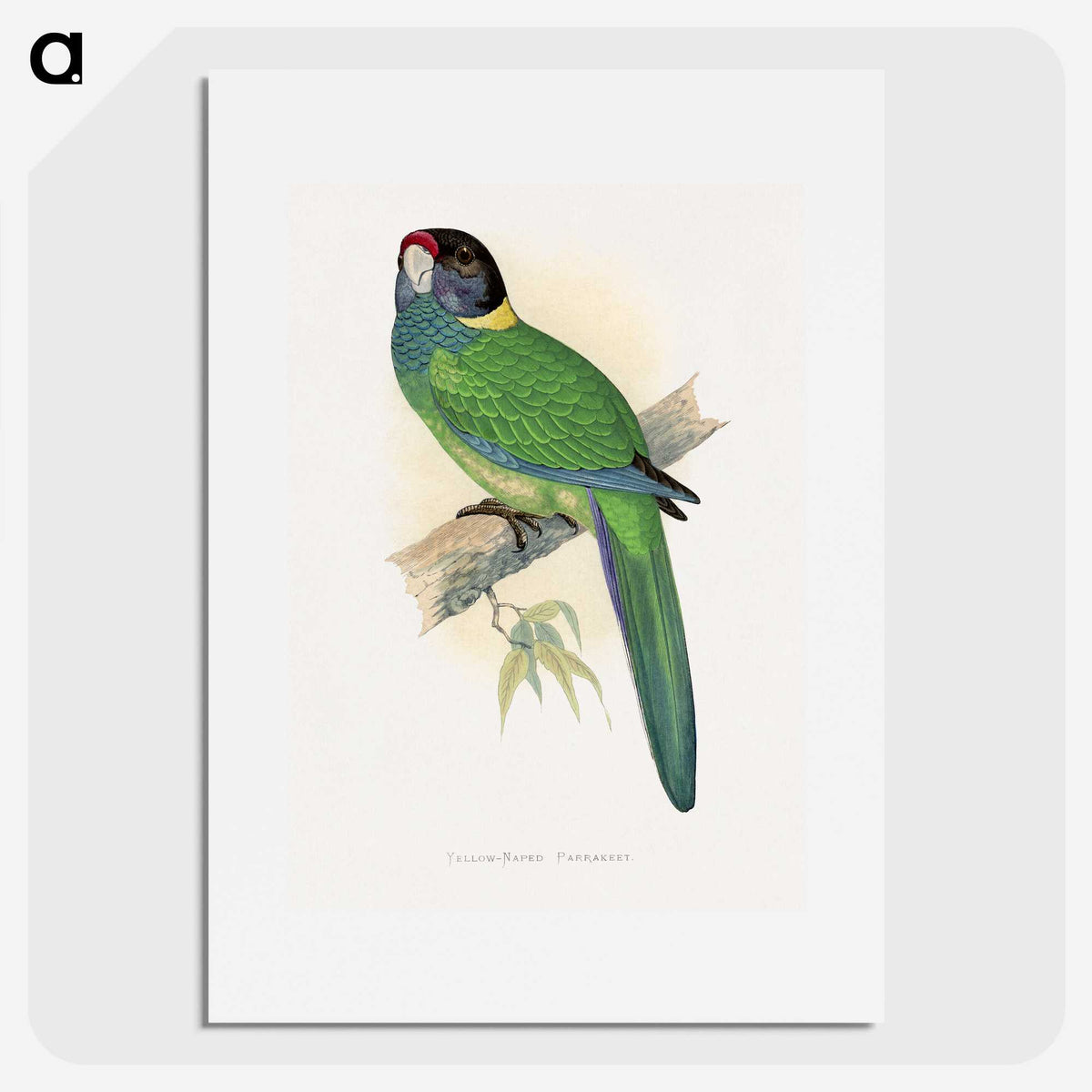 1-51_Parrots-in-Captivity_picture