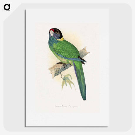 1-51_Parrots-in-Captivity_picture