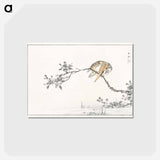 アートポストカード-Japanese Pied Kingfisher
 - 鳥類図鑑 Postcard.