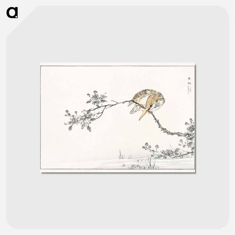 アートポストカード-Japanese Pied Kingfisher
 - 鳥類図鑑 Postcard.