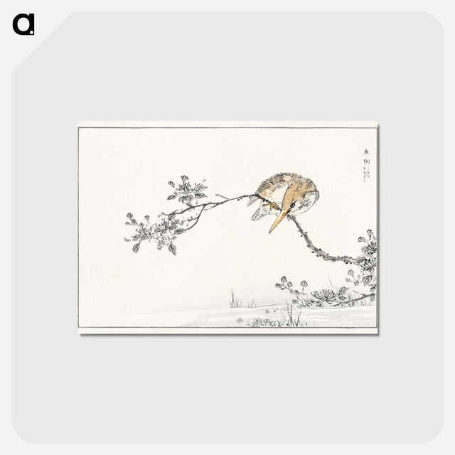 アートポストカード-Japanese Pied Kingfisher
 - 鳥類図鑑 Postcard.