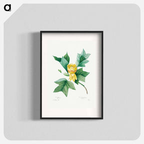 アートポスター-Tulipifera - ピエール ジョゼフ ルドゥーテ Poster.