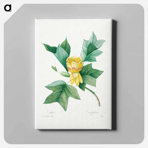 アートパネル-Tulipifera - ピエール ジョゼフ ルドゥーテ Canvas.