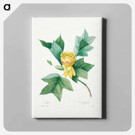 アートパネル-Tulipifera - ピエール ジョゼフ ルドゥーテ Canvas.