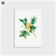 アートポストカード-Tulipifera - ピエール ジョゼフ ルドゥーテ Postcard.