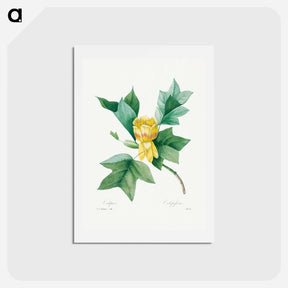 アートポストカード-Tulipifera - ピエール ジョゼフ ルドゥーテ Postcard.