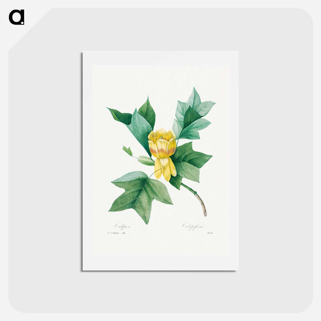 アートポストカード-Tulipifera - ピエール ジョゼフ ルドゥーテ Postcard.