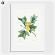 1-51_Pierre-Joseph-Redoute_picture