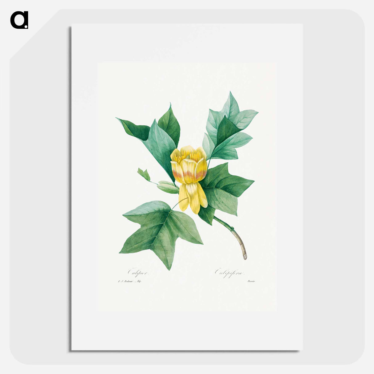 Tulipifera - Pierre Joseph Redouté Poster.