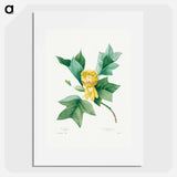Tulipifera - Pierre Joseph Redouté Poster.