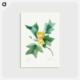 アートポストカード-Tulipifera - ピエール ジョゼフ ルドゥーテ Postcard.