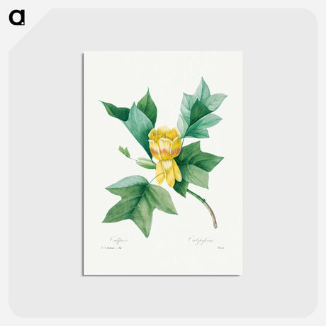 アートポストカード-Tulipifera - ピエール ジョゼフ ルドゥーテ Postcard.