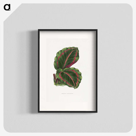 1-51_Plants-with-Colored-Foliage_blk