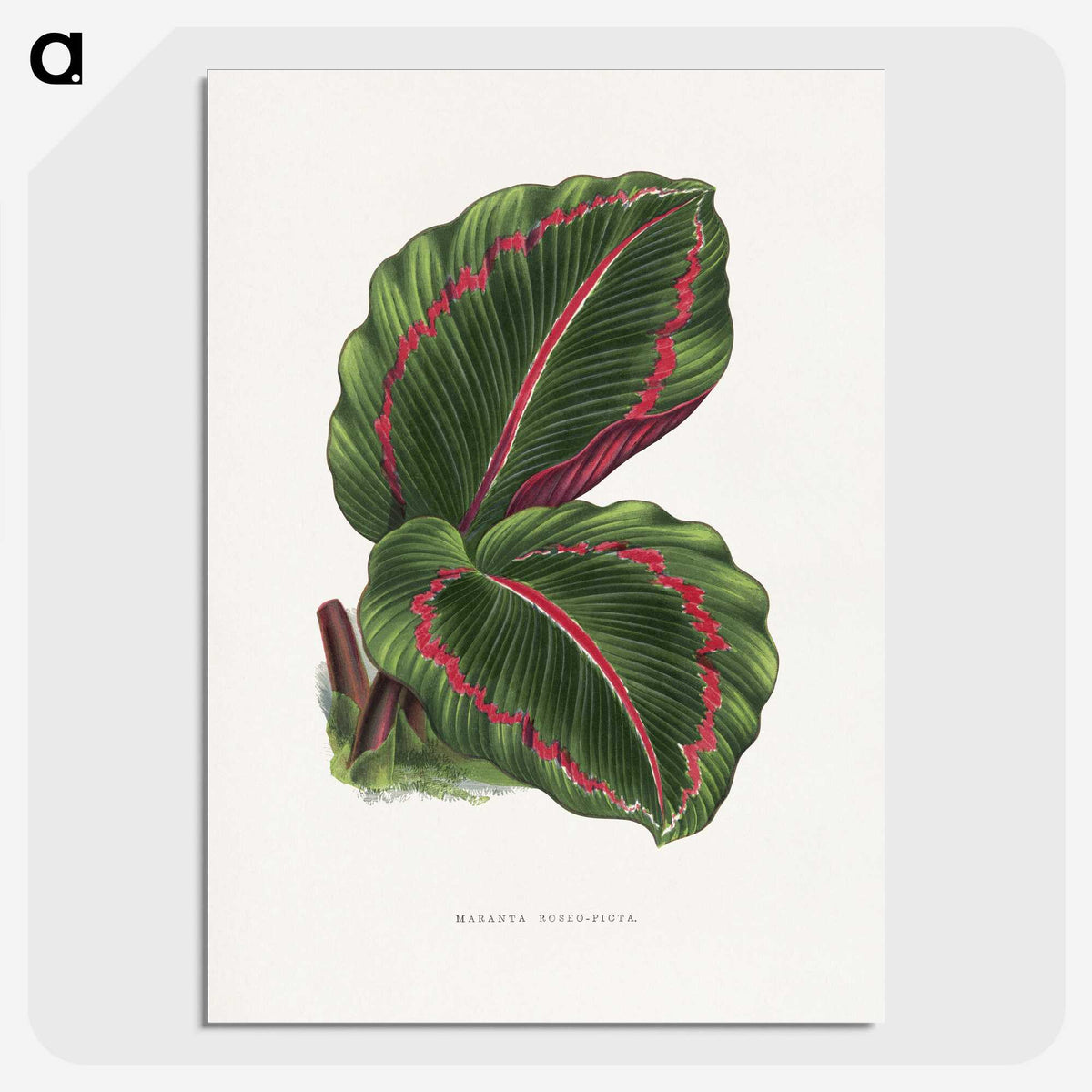 1-51_Plants-with-Colored-Foliage_picture-crop