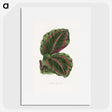 1-51_Plants-with-Colored-Foliage_picture