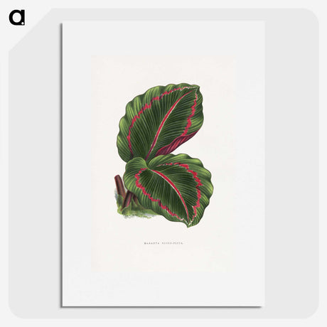 1-51_Plants-with-Colored-Foliage_picture