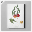 1-51_Pomona-Italiana_canvas