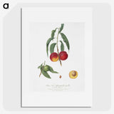1-51_Pomona-Italiana_picture
